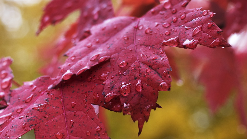 autumn collection, 4K, montana, dew, wet, natural condition, trees, outdoors, fall, leaves, plant part, united states, rain, no people, maple leaf, nature