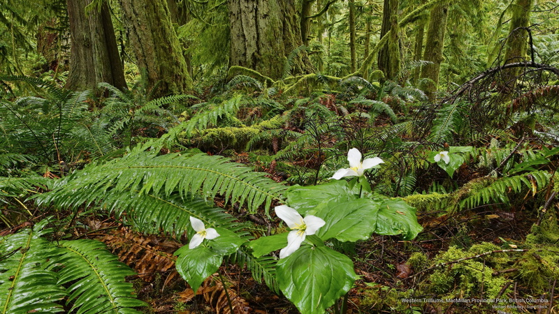 columbia, british, trilliums, Nature, 2K, park, macmillan, western, provincial