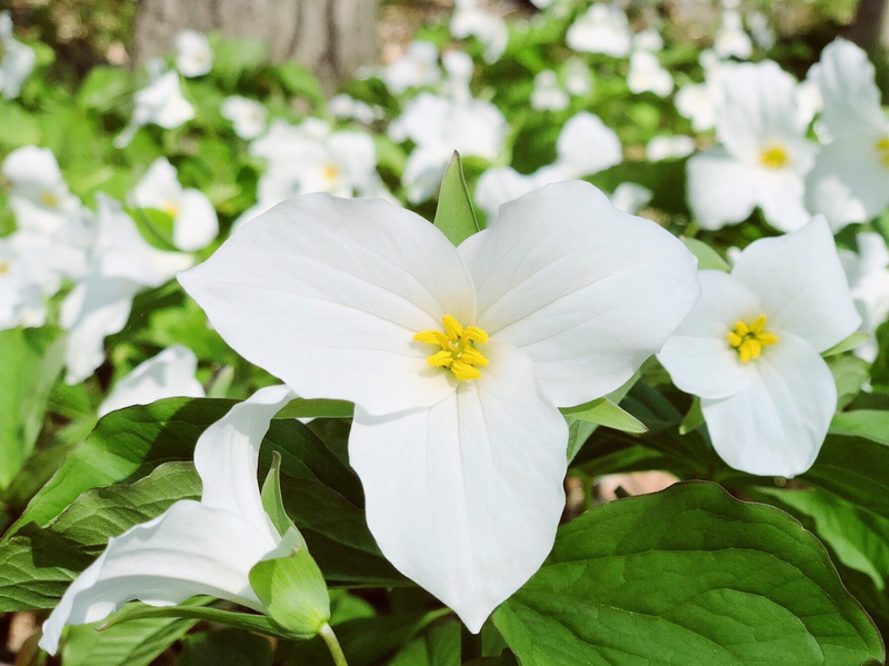 inflorescence, white color, wildflower, focus on foreground, day, flower head, plant, no people, plant part, growth, leaf, nature, flowering plant, vulnerability