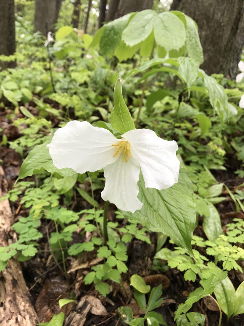 no people, plant, petal, plant part, woods, nature, inflorescence, beauty in nature, flower, flowering plant, vulnerability, freshness, outdoors, white color