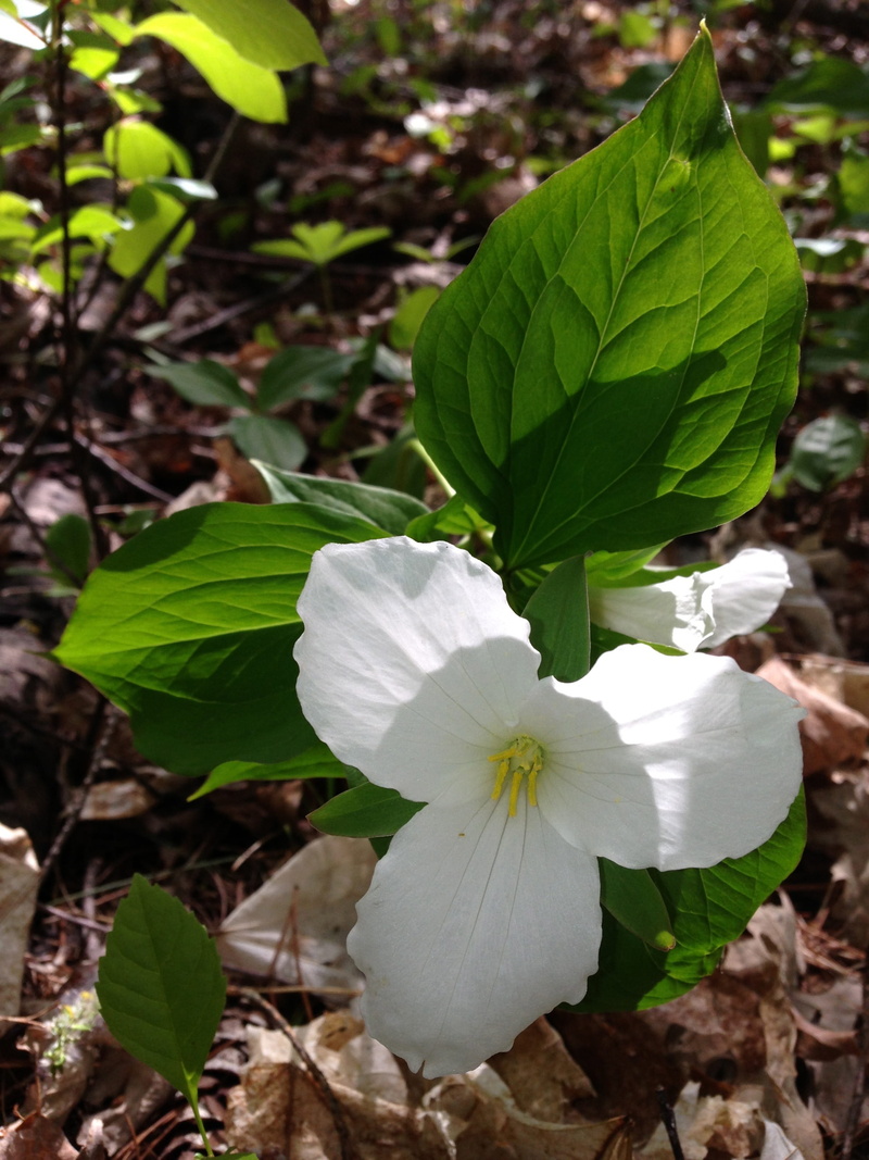 flower head, focus on foreground, spring flower, perennial, day, vulnerability, native, close-up, white color, fragility, White Flower, no people, growth