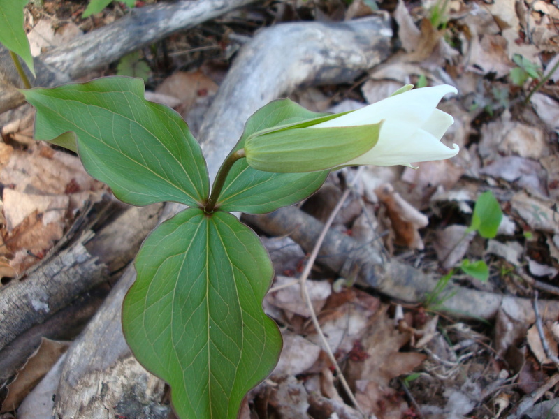no people, outdoors, flower head, leaves, growth, close-up, flowering plant, high angle view, plant part, land, trillium, plant, freshness, flower, day