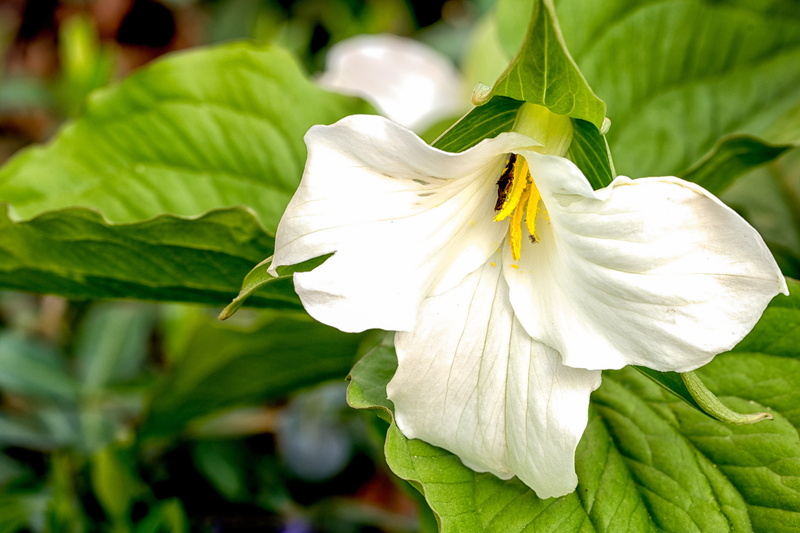 macro, leaves, TRILLIUM, 1080P, petals