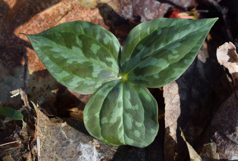 newly-emerged trillium leaves, spring, freshness, leaf, plant part, sunlight, no people, land, food and drink, high angle view, focus on foreground, growth