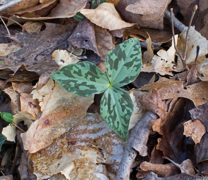 field, vulnerability, oak ridge, red trillium, close-up, fragility, leaf vein, day, plant, dry, leaf, leaves, plant part, natural condition, spring, growth