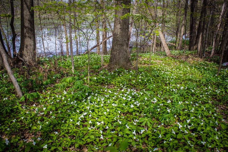 michigan, pond, growth, rainforest, trunk, land, plant, tranquil scene, beauty in nature, tree, non-urban scene, 8K, flowers, nature, day, scenics - nature