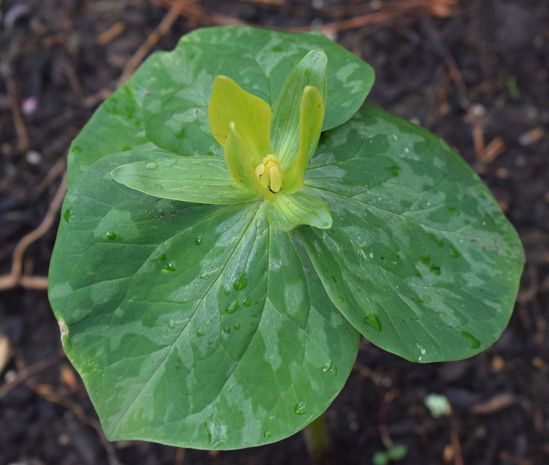 spring, dew, water, growth, nature, Flower, forest, green color, day, inflorescence, rare, pollen, yellow trillium, Wildflower, drop, vulnerability, purity