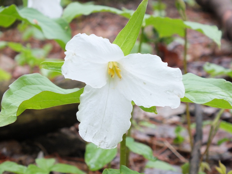 inflorescence, 4K, botanical, focus on foreground, Wildflower, growth, flower, beauty in nature, day, leaf, Trillium, no people, flowering plant, plant