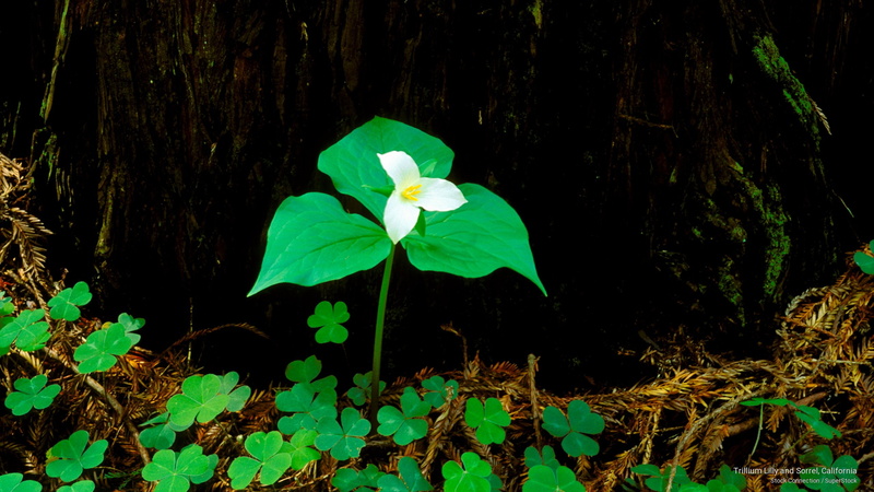 2K, Nature, lilly, trillium, sorrel, california