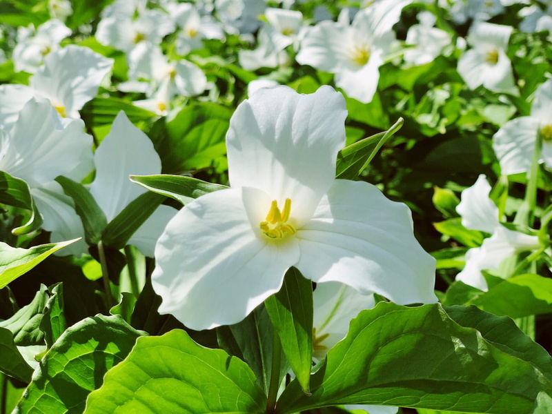 no people, leaf, plant part, flower head, wildflower, vulnerability, outdoors, flowering plant, fragility, focus on foreground, freshness, growth, plant