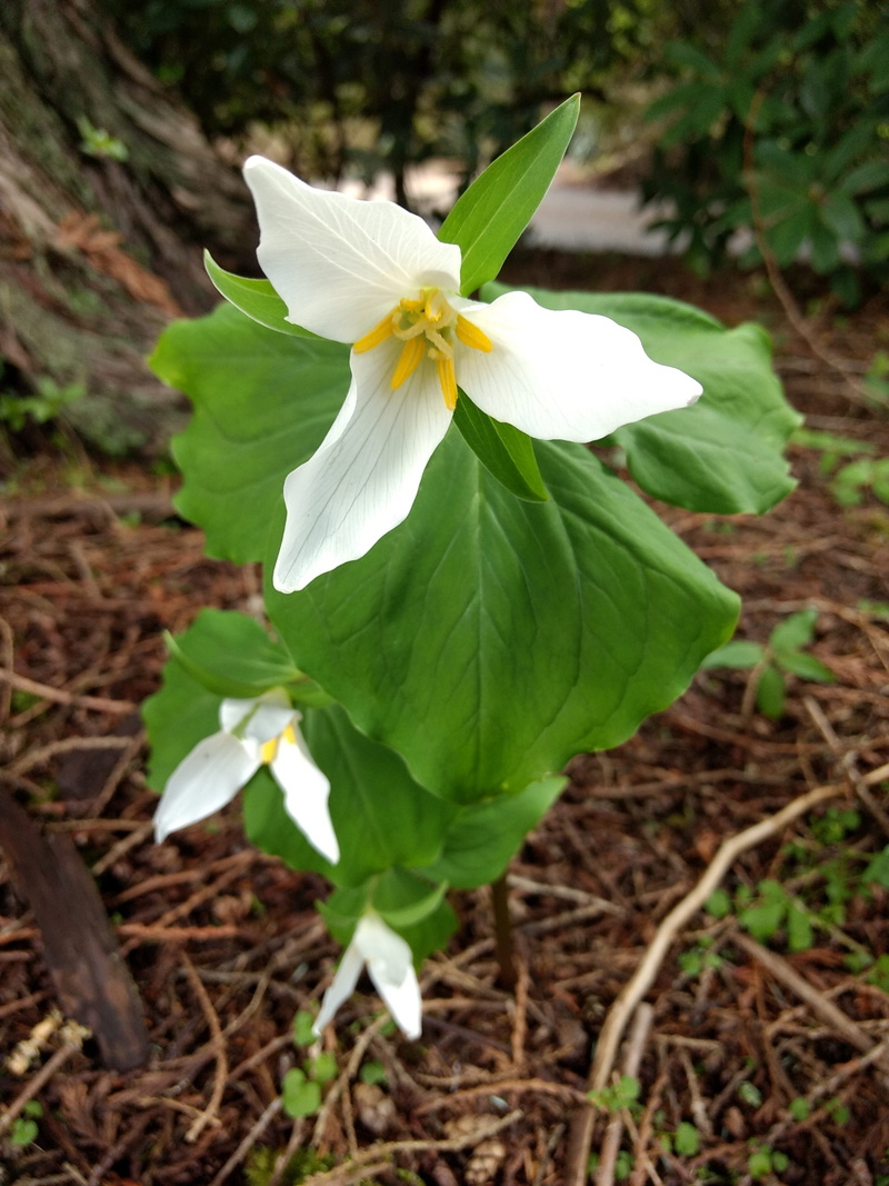 inflorescence, nature, flowering plant, vulnerability, no people, trillium, growth, leaf, day, flower head, white color, plant part, outdoors, focus on foreground