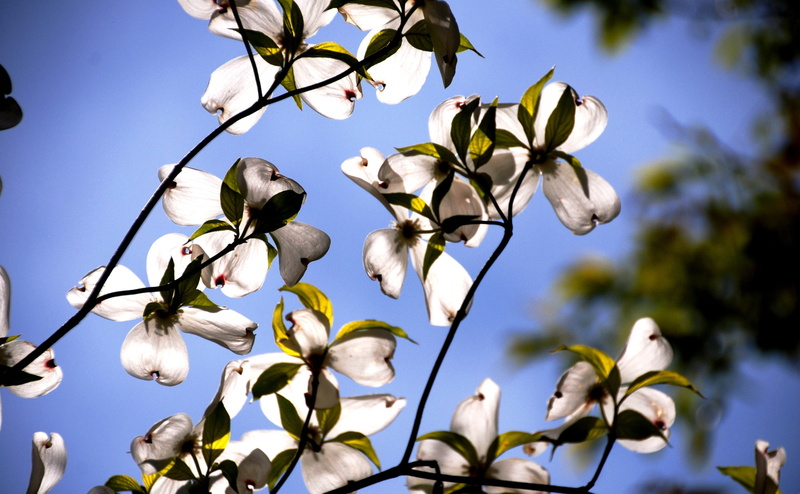 low angle view, hamilton, day, natures, blooms, unitedstates, woodlawn, no people, 4K, Hiking, flowering plant, tree, trillium, aglow, Spring, fragility