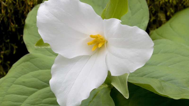 flowers, trillium, 1080P, garden