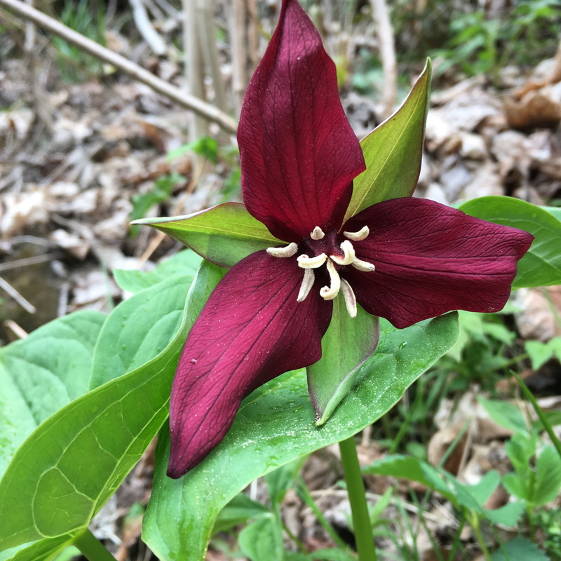 plant, outdoors, flower head, trillium, fragility, close-up, freshness, purple, leaf, 2K, inflorescence, flowering plant, red, spring flower, nature, vulnerability