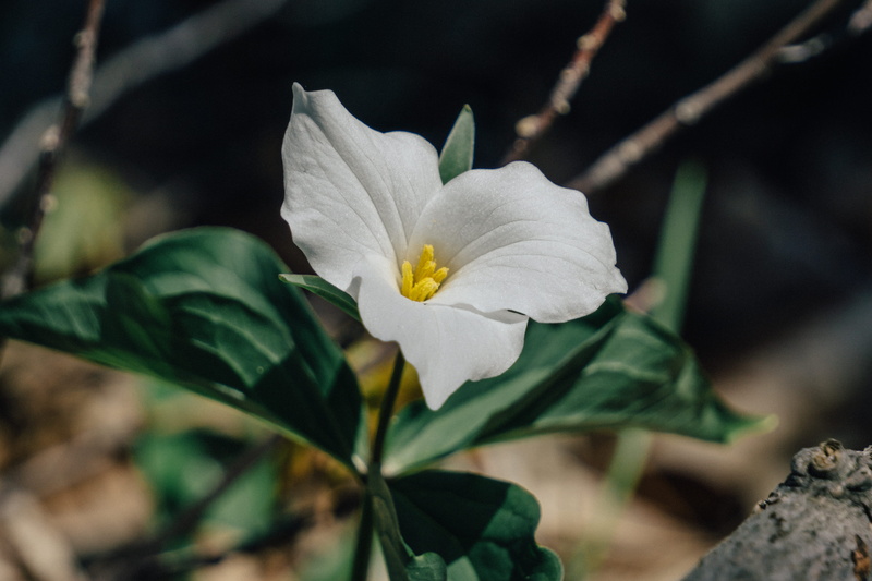 wildflowers, outdoors, ken-o-sha park, trillium, focus on foreground, 5K, close-up, forest, leaf, vulnerability, beauty in nature, no people, plant part