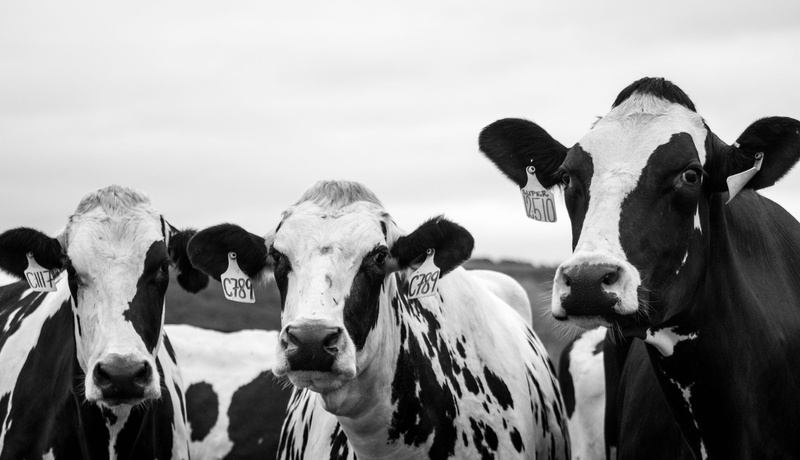 black and white, animal themes, pets, animal photography, mammal, land, portrait, animal body part, livestock, outdoorchallenge, domestic animals, vertebrate