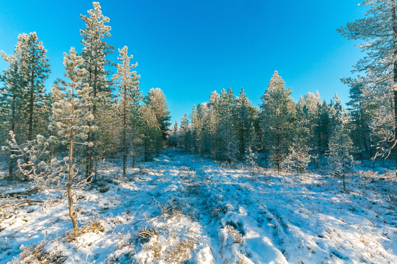 trees, growth, land, outdoors, pine tree, photo, zing, no people, tranquility, blue, tree, landscape, woods, daytime, coniferous tree, snow, outdoorchallenge
