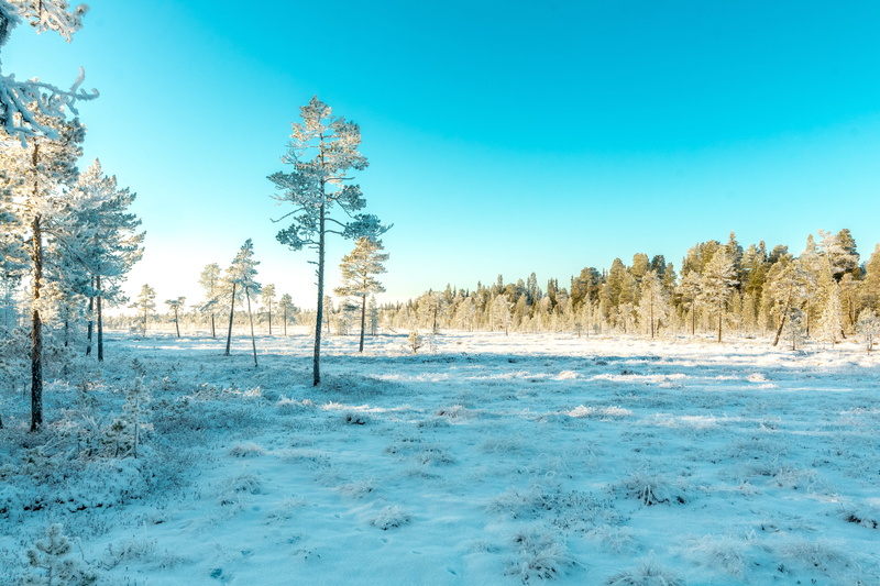 beauty in nature, daylight, coniferous tree, covered, environment, no people, landscape, scenics - nature, winter, blue, land, 4K, snow, idyllic, cold