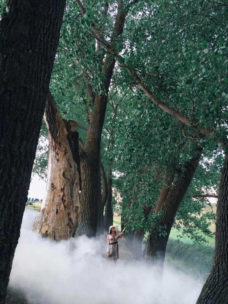 nature, smoke, land, one person, person, trees, women, trunk, fog, surrounded, white, foggy, dress, environment, green color, tree trunk, growth, sitting