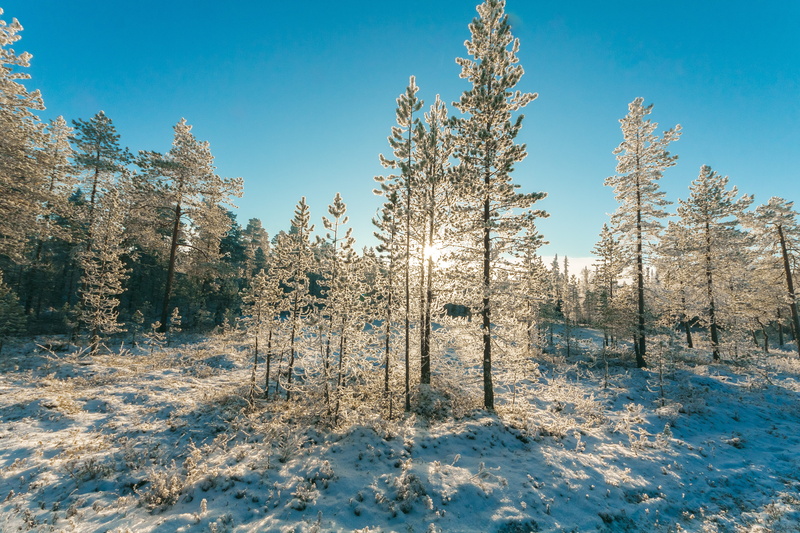 environment, tranquil scene, zing, scenics - nature, landscape, snow capped, nature, outdoorchallenge, sky, tranquility, green, land, woodland, blue, no people