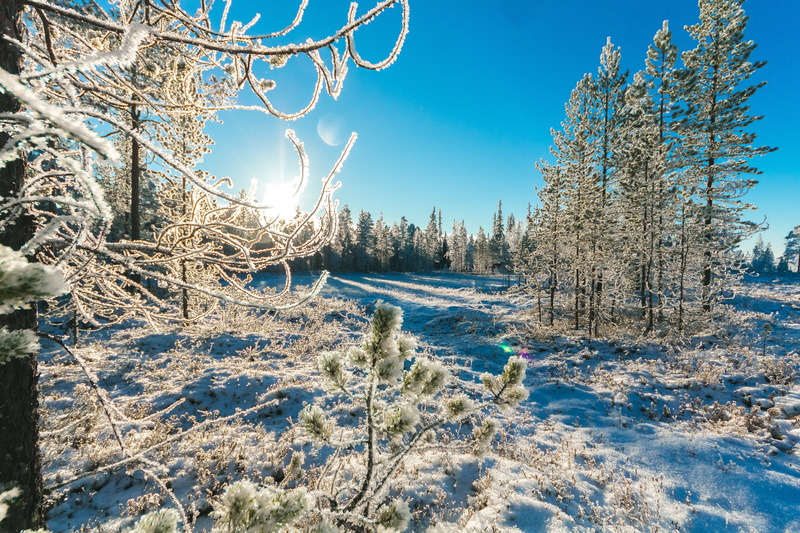 no people, coniferous tree, daylight, frozen, season, outdoorchallenge, nature, outdoors, forest, pine tree, trees, sun, zing, snowy, pine, sky, plant