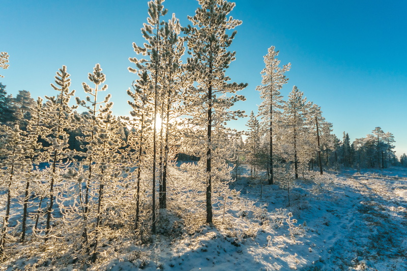 winter, snow, 4K, scenics - nature, tree, blue, day, season, land, sunlight, plant, frozen, no people, frost, coniferous tree, scenic, snow capped, tranquility