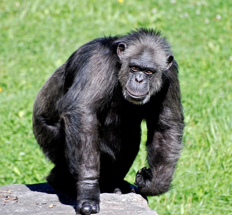 animal, apes, sitting, primate, tourism, africa, ape, people, black, monkey, day, chimpanzee, nature, black color, gorilla, plant, endangered Species, wildlife