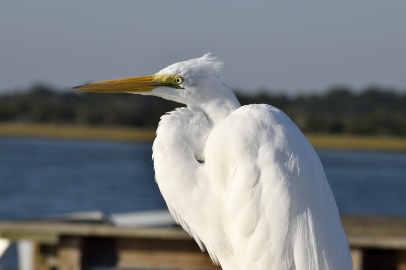 one animal, plumage, habitat, animal themes, fly, waterbird, avian, focus on foreground, water, great white heron, wetland, egret, tropical, animal, fauna