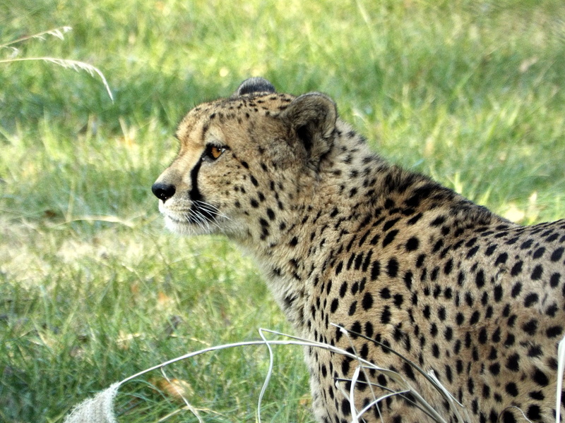 looking, animal wildlife, vertebrate, looking away, outdoors, big-cats, day, 4K, animal, grass, washington, focus on foreground, whisker, no people, animals in the wild