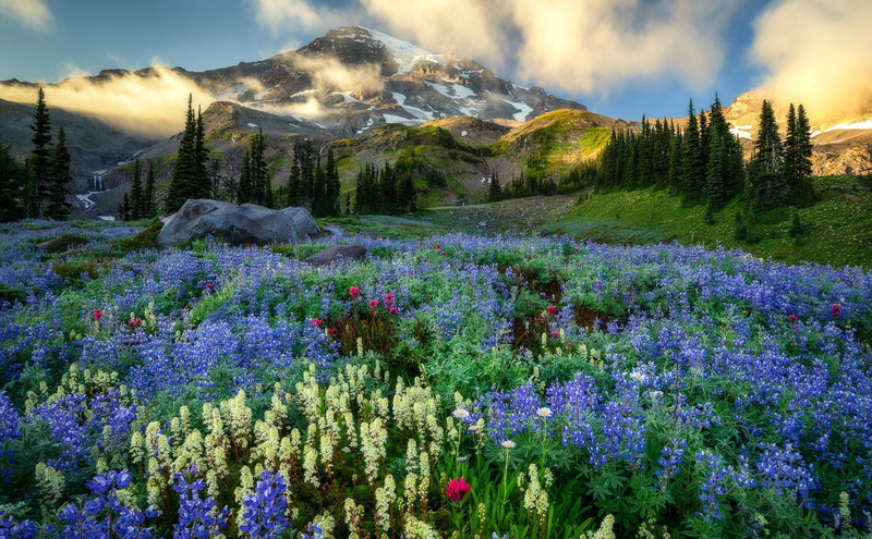 Flowers, Wildflower, Flower, 1080P, Nature, Mountain, Mount Rainier