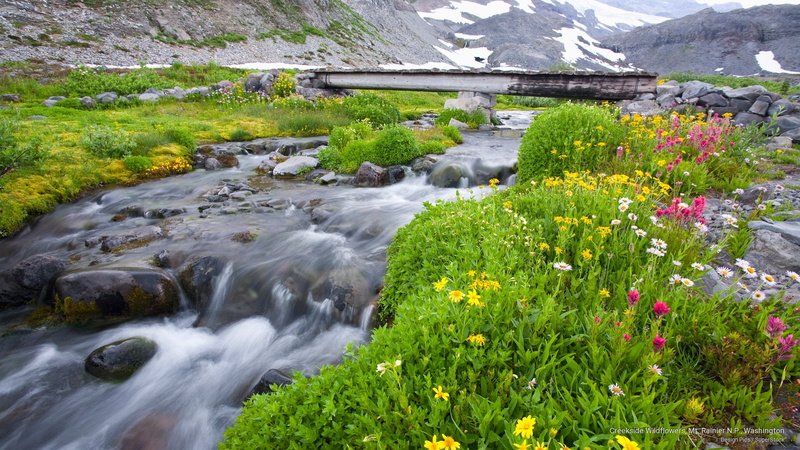 p, 2K, Spring/Summer, creekside, washington, mt, wildflowers, n, rainier