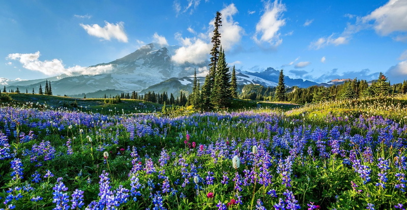 Mountain, Mountains, Lupine, Purple Flower, Mount Rainier, Flower, Field, 1080P, Earth