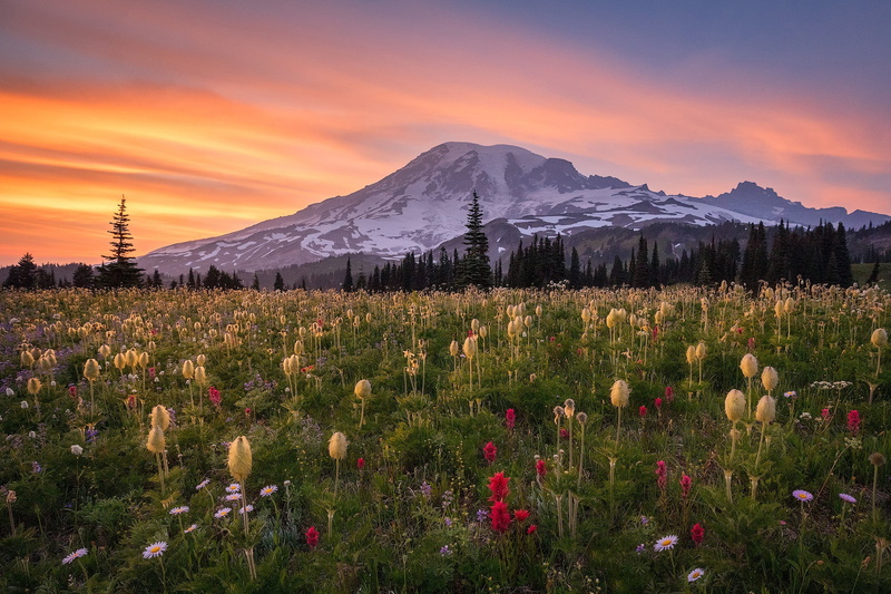 Mount Rainier, meadow, The cascade mountains, Washington State, Washington, Cascade Range, flowers, sunset, mountains, 1080P