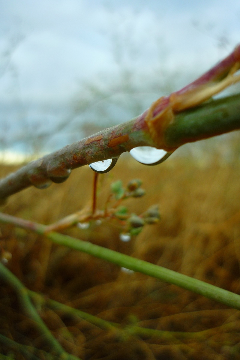 2K, focus on foreground, dew, drop, drops, damp, plant, close-up, shrubs, beauty in nature, wet, rainy, raindrop, nature, tranquility, vulnerability, plant stem