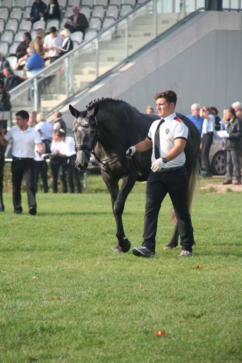 stud, grass, people, vertebrate, mammal, livestock, spectator, pets, trakehner, field, one animal, full length, day, breeding show, neustadt dosse, group of people