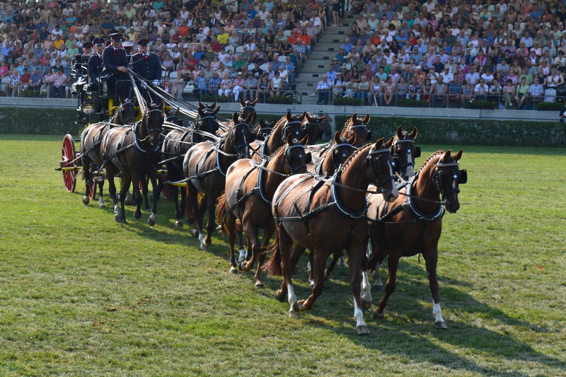 real people, group of animals, pets, sport, coach, group of people, grass, domestic animals, horse, 4K, neustadt dosse, mares, spectator, livestock, animal wildlife