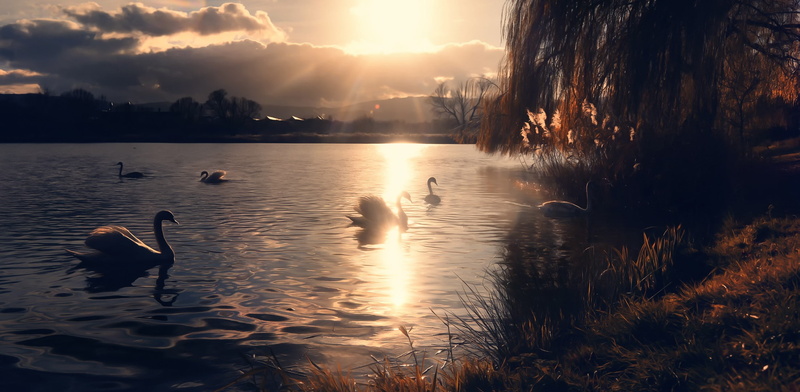 Miss Froggi, swans, water, miss, froggi, 1080P, sun, body, lake