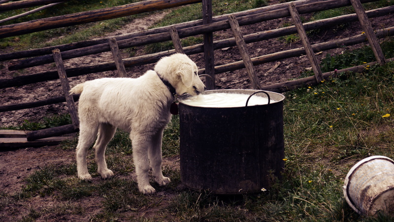 dog eating, animal themes, 4K, dog, food, white, fence, golden, daytime, mammal, barrier, land, boundary, livestock, herbivorous, one animal, plant, puppy