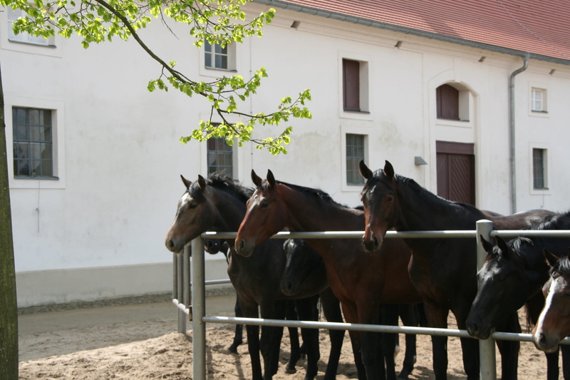 domestic animals, two animals, pets, herbivorous, building exterior, breeding, nature, stud neustadt dosse, domestic, group of animals, horse, animal themes