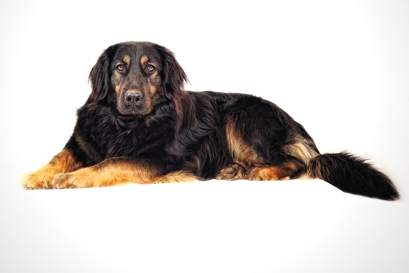 rottweiler, cute, cut out, hybrid, pets, brown, indoors, big dog, black dog, 2K, dog, mammal, adult, canine, animal, white background, black, domestic