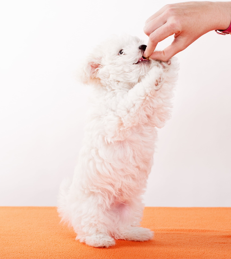 eat, puppy, hundeportrait, 1080P, human hand, animal hair, small, white, pet, pets, bolonka zwetna, young, purebred dog, white color, human body part