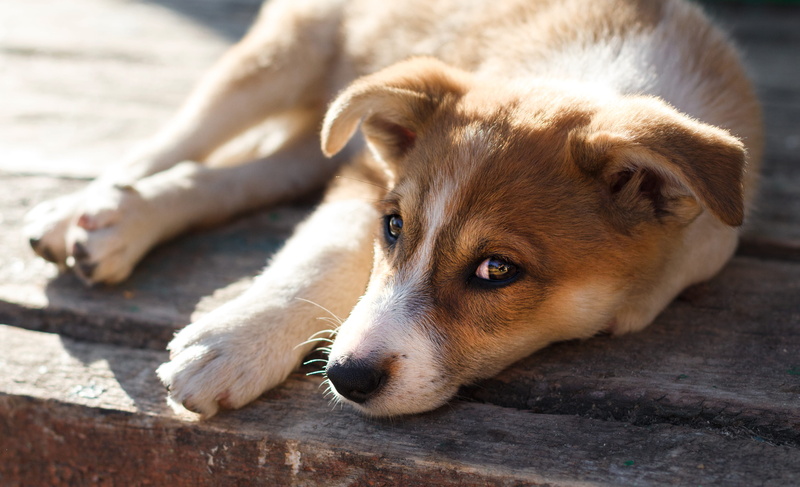 white, looking, day, ears, no people, puppy, one animal, pet, lying down, canine, brown, nature, relaxation, looking away, animal themes, surface, carolina