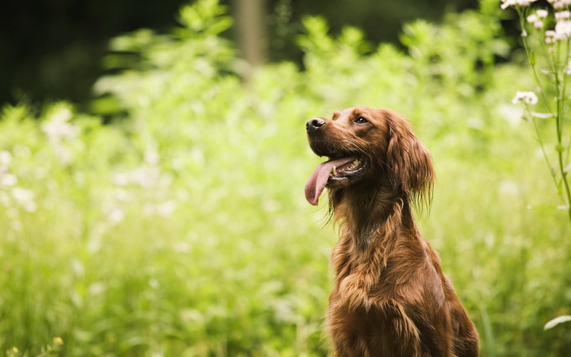 short, puppy, looking away, outdoors, young Animal, hound, nature, cute, domestic Animals, 2K, tired, mouth open, close-up, domestic, no People, dog, red