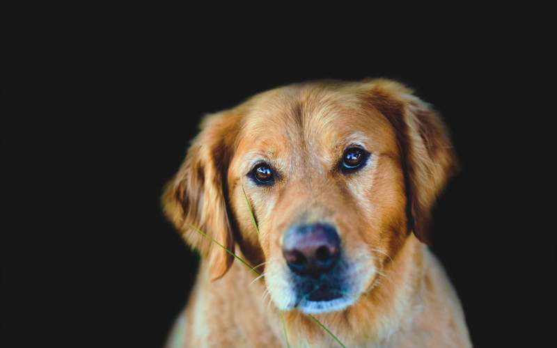 animal, one Animal, animal body part, studio Shot, cute, black background, dog, indoors, puppy, retriever, 720P, young Animal, canine, pets, purebred Dog
