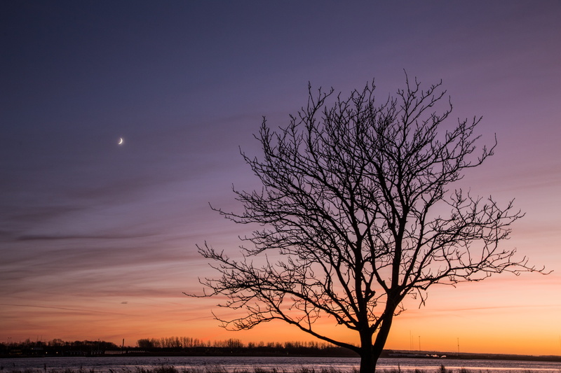 tree, dusk, aalborg, bare tree, silhouette, egholm, dinamarca, scenics - nature, moon, beauty in nature, horizon, tranquil scene, red sky, plant, sky, perfection