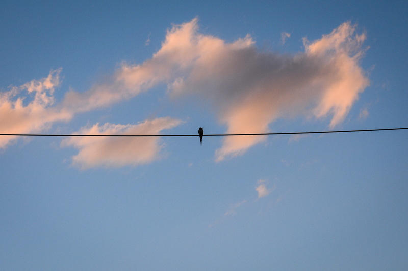 electricity, bee eater, low angle view, outdoors, power line, no people, power supply, bird, sky, pigeon, cumulus, flock of birds, day, animals in the wild