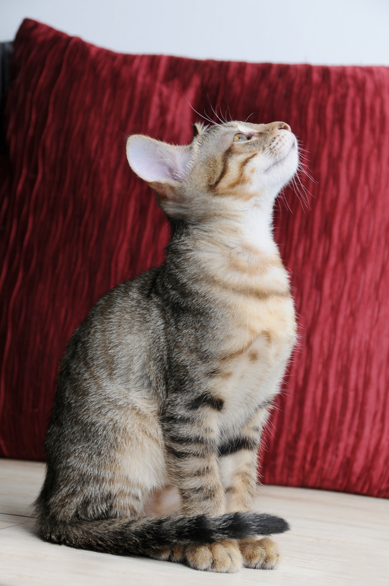 sofa, 4K, pets, furniture, sat, one animal, whisker, sitting, feline, domestic Cat, relaxation, gel reviews, no people, indoors, pet, looking, looking away