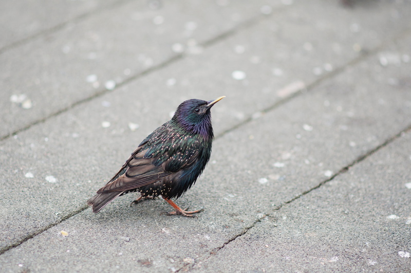 footpath, brown, 4K, one animal, blackbird, outdoors, wildlife, no people, paving stone, black color, europe, animal wildlife, pavement, animal themes