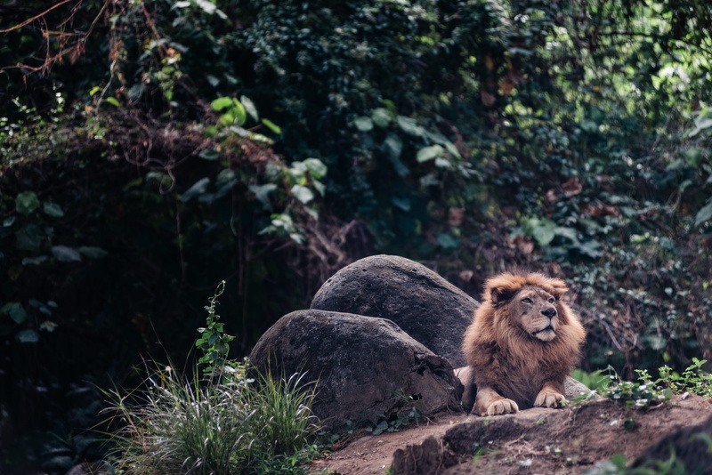 no people, wild, portrait, focus on foreground, plant, lion, two, vertebrate, stones, sitting, 5K, savage, animal wildlife, tree, forest, land, day, rock