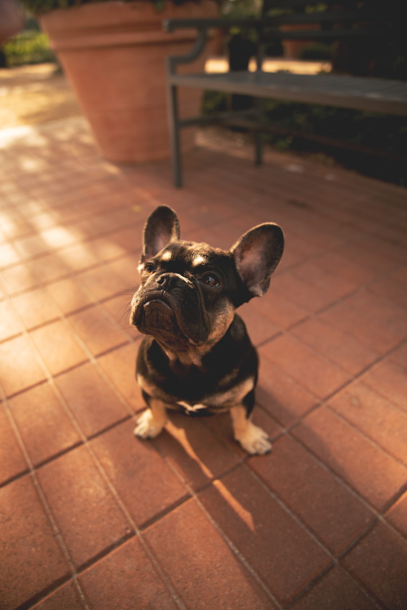 domestic, dog, coat, mammal, vertebrate, short, ground, nature, no people, sitting, sat, pet, focus on foreground, garden, canine, portrait, wildlife, animal